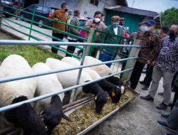 Pemerintah Hentikan Sementara Impor Daging Domba Demi Peternak Dalam Negeri