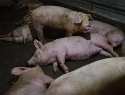 Positif Flu Babi Afrika, Puluhan Ekor Babi di Agam Mati Mendadak