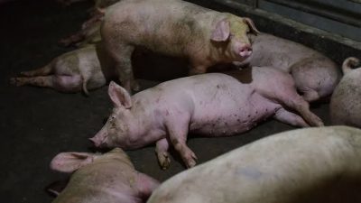 Positif Flu Babi Afrika, Puluhan Ekor Babi di Agam Mati Mendadak
