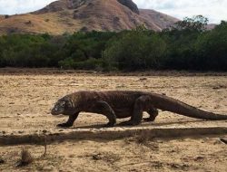 Sedikitnya 30 Kapal Pesiar dan 12 Yacht  Berlabuh di Perairan TN Komodo dan Labuan Bajo Sepanjang 2024