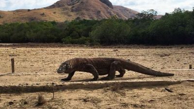 komodo