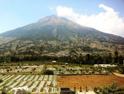 Ansor Tanam 2.500 Bibit Pohon di Lereng Sindoro