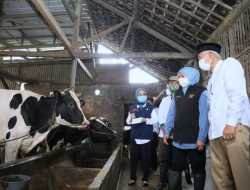 Jatim Pertahankan Posisi Sebagai Sentra Produksi Susu Sapi