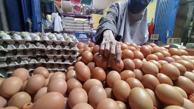 Tekan Harga Telur agar Tak Melambung, Bangka Belitung Tambah Pasokan 29 Ton