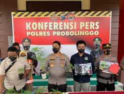 Sejumlah Pengedar dan Penanam Ganja di Gunung Bromo Diciduk