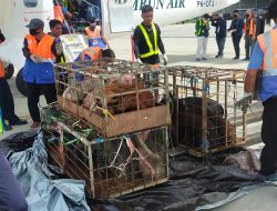 Satgas Damai Cartenz Kirim Bantuan 30 Ekor Bibit Babi untuk Warga Yahukimo