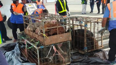 Satgas Damai Cartenz Kirim Bantuan 30 Ekor Bibit Babi untuk Warga Yahukimo