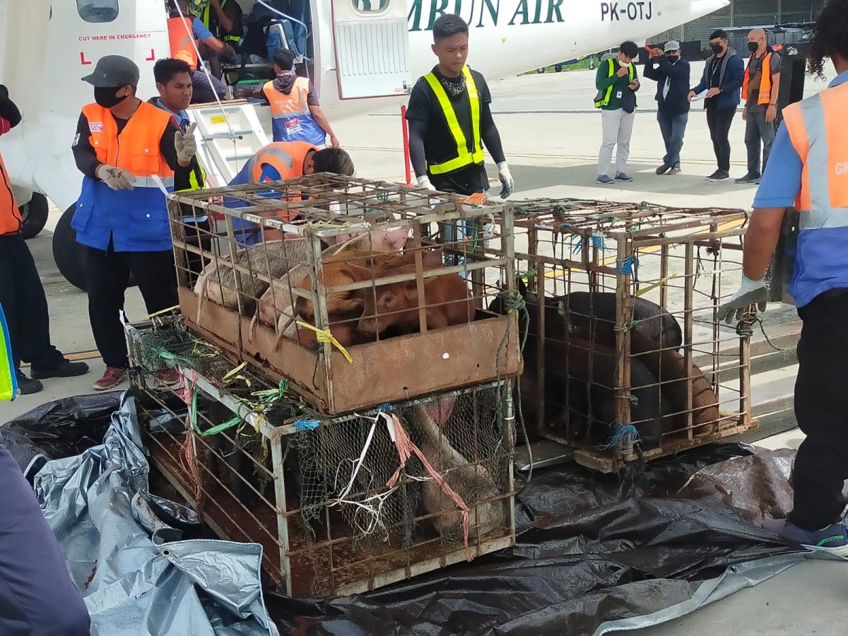 Satgas Damai Cartenz Kirim Bantuan 30 Ekor Bibit Babi untuk Warga Yahukimo