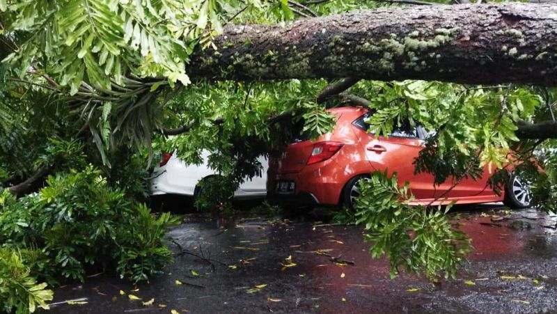Sebanyak 5 Kendaraan Ringsek Tertimpa Pohon Tumbang