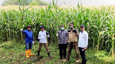LPDB Dorong Pengembangan Ekosistem Sapi Perah Unpad Jadi Percontohan