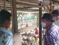 LPDB Dukung Program Ketahanan Pangan di NTT