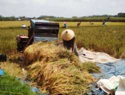 Harga Beras Premium di Penggilingan Turun 1,21 Persen pada April 2025