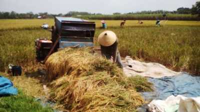 500 Lahan Sawah