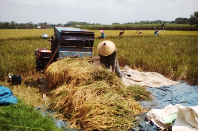 500 Lahan Sawah