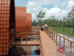 Penginapan Penonton MotoGP, Warga Lombok Tengah Manfaatkan Sawah Jadi Bungalow