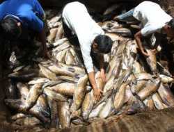 Pasca banjir Bandang Bercampur Lumpur Lebih Dari Tiga Ton Ikan Larangan di Pasbar Mati