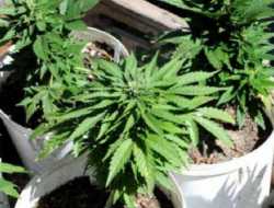 Pakar Usul Ada Aturan Mengenai Penggunaan Ganja