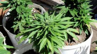 Pemilik 37 Paket Ganja