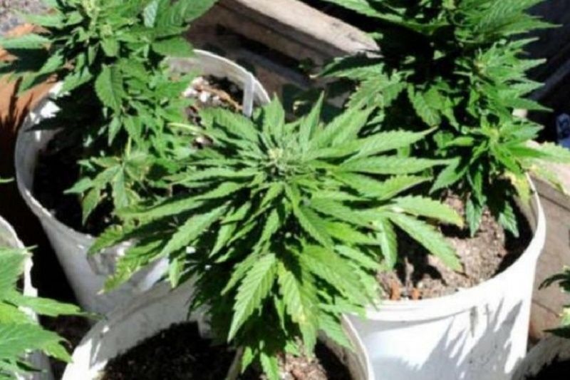 Pemilik 37 Paket Ganja
