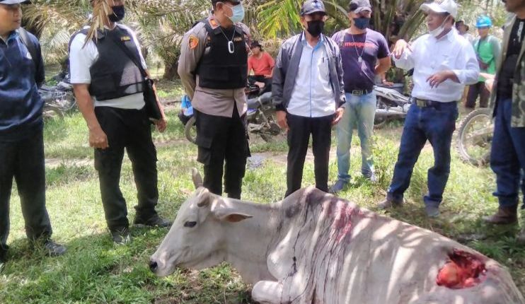 Harimau Serang Ternak Warga di Pematang Siantar