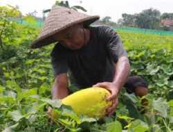 Karawang Perluas Areal Tanaman Baru untuk Mengantisipasi Ancaman El Nino