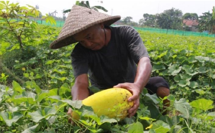 Petani Karawang tanam buah timun suri