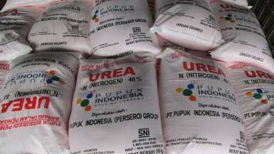 Petani di Paluta Keluhkan Harga Pupuk Subsidi Melebihi Ketentuan Pemerintah
