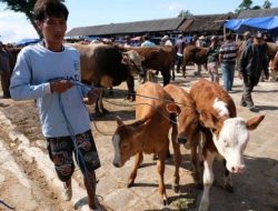 Sebanyak 27 dari 99 Hewan di Mukomuko Sembuh dari PMK