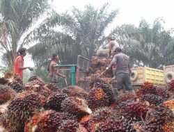 Pemerintah Didesak Dorong Industrialisasi Sawit Rakyat