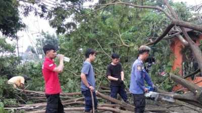 Warga Khawatir Tumbang, Sejumlah Pohon di Grogol Dipangkas