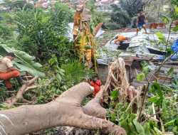 Sebanyak 20 Pohon Tumbang di Kota Padang Selama Cuaca Ekstrem