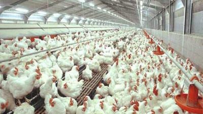 Puluhan Ekor Ayam Jenis Ras Filipina Tanpa Sertifikat Karantina Dimusnahkan