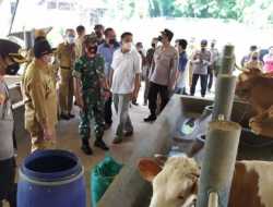 Tulungagung Masuk Zona Kuning Wabah PMK, Kok Bisa?