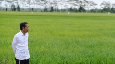 Perluasan Areal Tanam Padi Saat Ini Sudah Mencapai 1,4 Juta Hektar dan Masih Terus Berlanjut