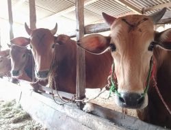 Puluhan Sapi di Trenggalek Terpapar PMK
