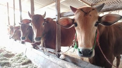 Sapi Bunting