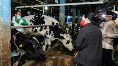 Mentan Bakal Siapkan Tiga Lahan untuk Peternakan Sapi Perah