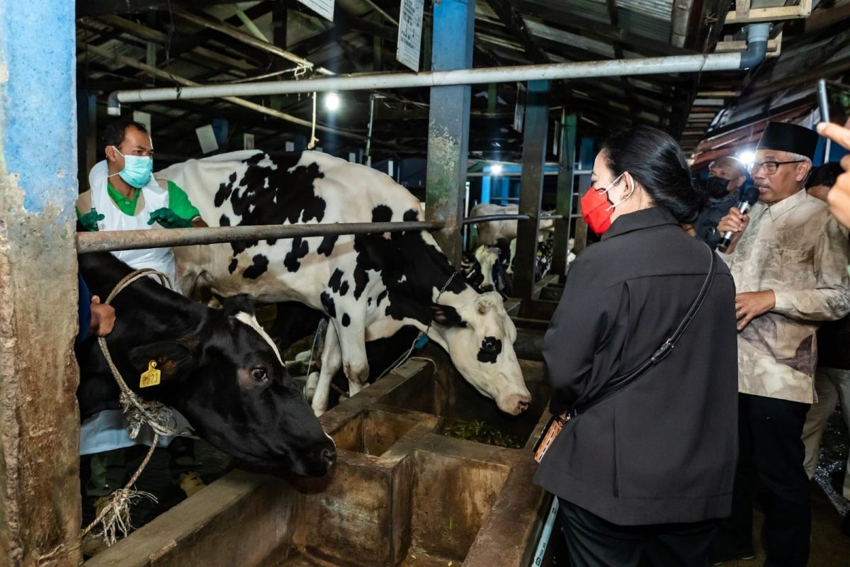 Mentan Bakal Siapkan Tiga Lahan untuk Peternakan Sapi Perah