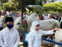 Sapi Kurban Khofifah dan Emil Dardak Berasal dari Peternak Bojonegoro