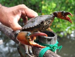 Kemendes PDTT Dorong Desa Pesisir Berinovasi Kembangkan Budi Daya Kepiting Bakau