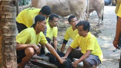 Golkar DKI Salurkan 53 Hewan Kurban ke Masyarakat