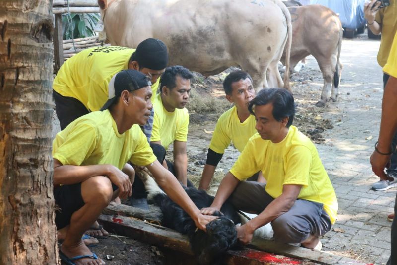 Golkar DKI Salurkan 53 Hewan Kurban ke Masyarakat
