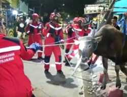 Sapi yang Akan Disebelih untuk Kurban Terperosok Parit, Damkar Makassar Turun Tangan