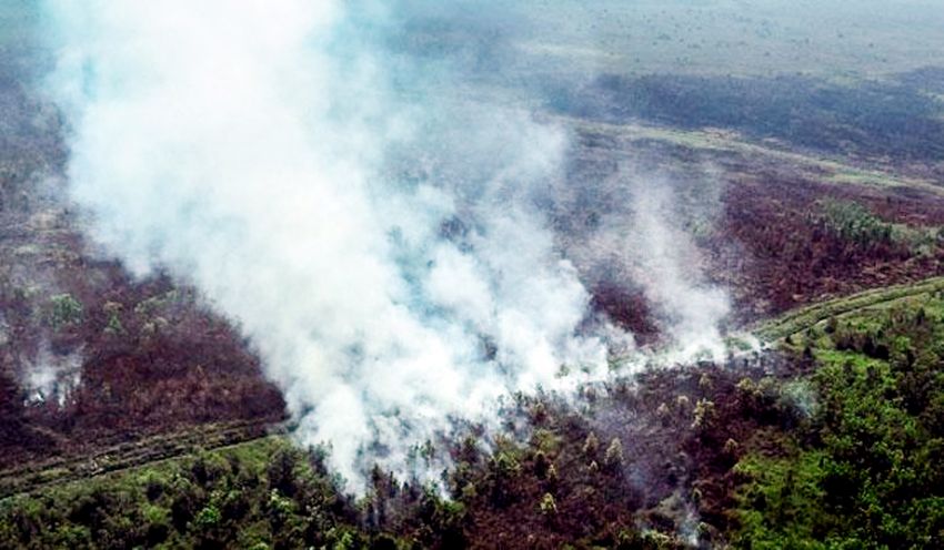 Kebakaran Hutan, Kebakaran