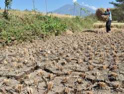 Kulon Progo Siapkan Anggaran Rp7 Miliar untuk Potensi Bencana El Nino