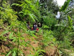 Polisi Tetapkan Tersangka Seorang Pemilik Ladang Ganja di Cianjur