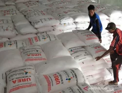 Menko Pangan Klaim Distribusi Pupuk Bersubsidi di Lampung Lancar