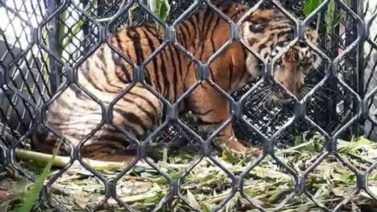 Malaysia, harimau sumatera