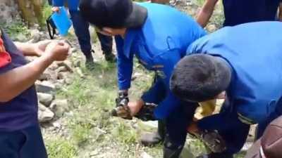 Ular Piton Hendak Mangsa Ternak Warga di Ngepeh Trenggalek