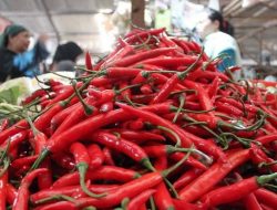 Harga Cabai di Pasar-Pasar Cianjur Meroket, Penyebabnya karena Masalah Panen